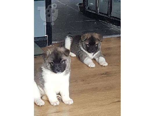 Ιαπωνικά Akita.